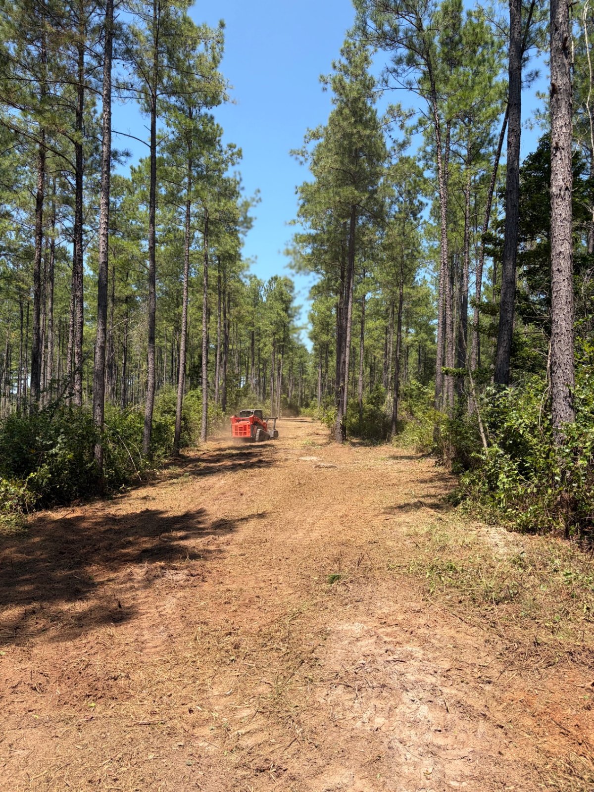 Forestry Mulching in the Hattiesburg Pine Belt