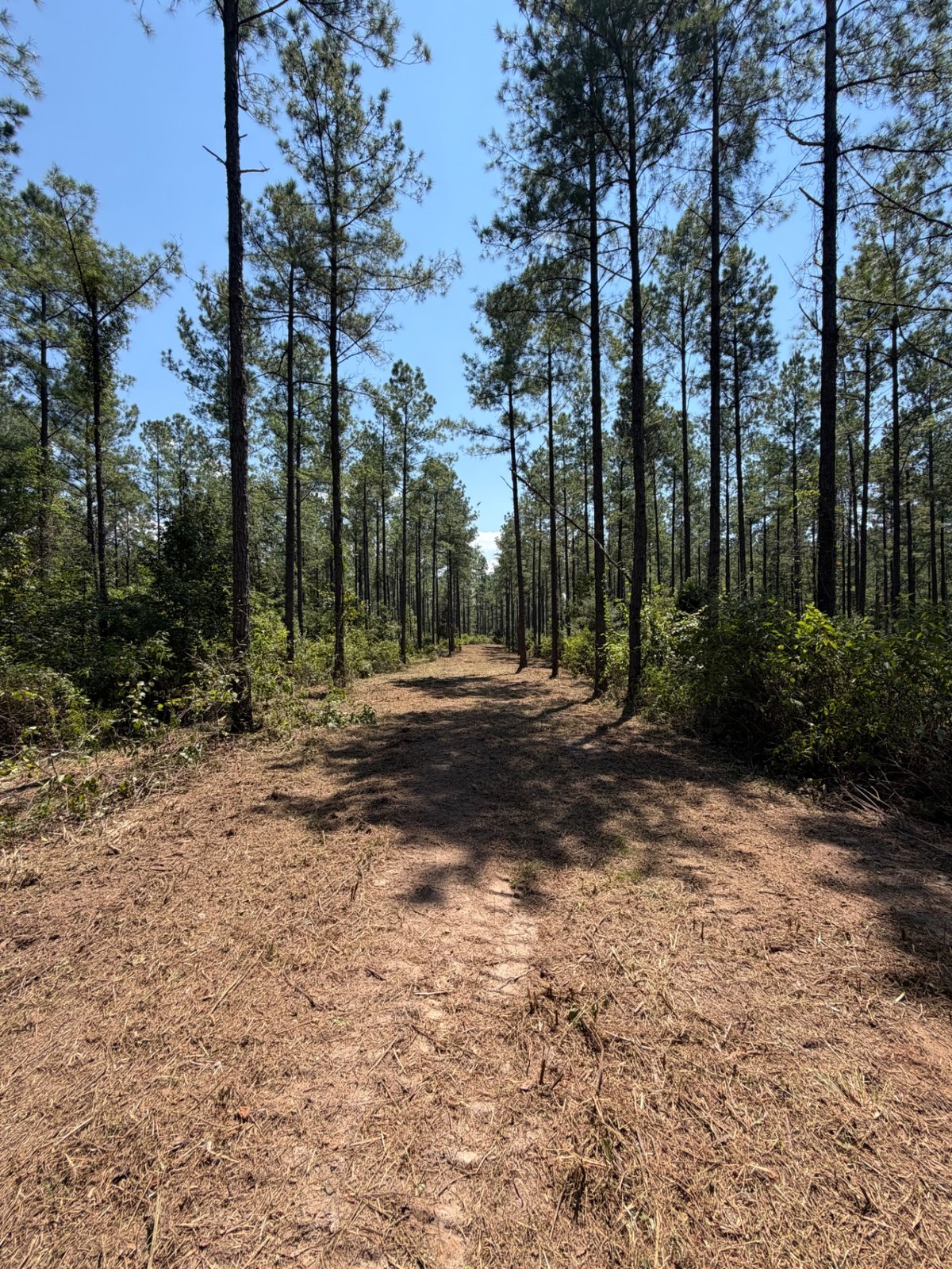 Fire Breaks in the Hattiesburg Pine Belt